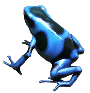 Pfeilgiftfrosch, metallic blau und schwarz gemustert. Urlaubsbetreuung Amphibien und Reptilien Zooaustria