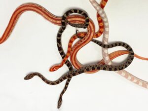verschiedene Kornnattern-bei uns erhältlich ZooAustria