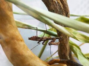 Moosmantis, eine mittelgroße Mantis, gut getarnt in braun, auf einem Ast