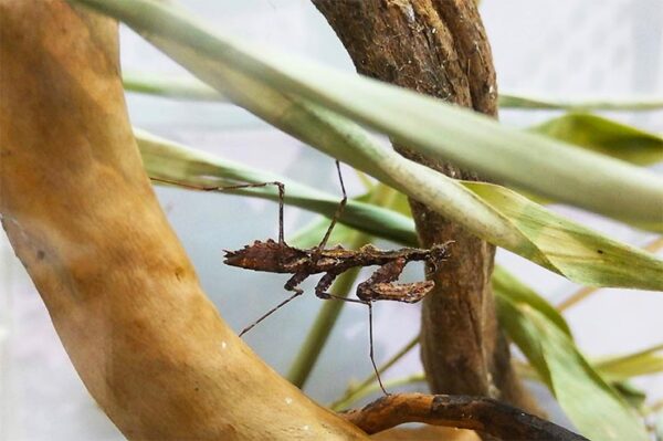 Moosmantis, eine mittelgroße Mantis, gut getarnt in braun, auf einem Ast