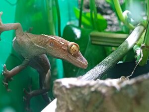 gekko vittatus erhätlich bei uns im Geschäft ZooAustria Ihr Profi für Terraristik