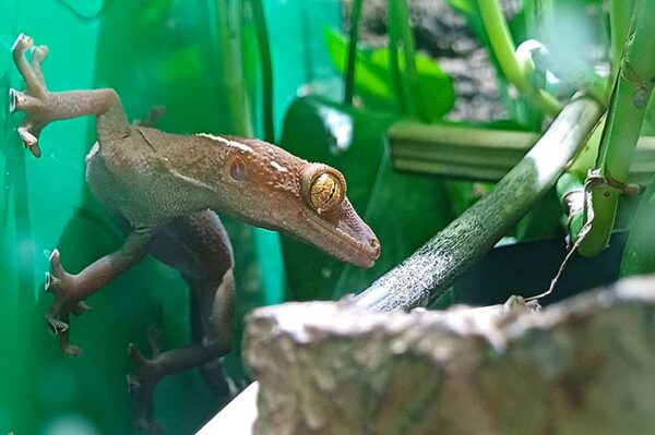 gekko vittatus erhätlich bei uns im Geschäft ZooAustria Ihr Profi für Terraristik