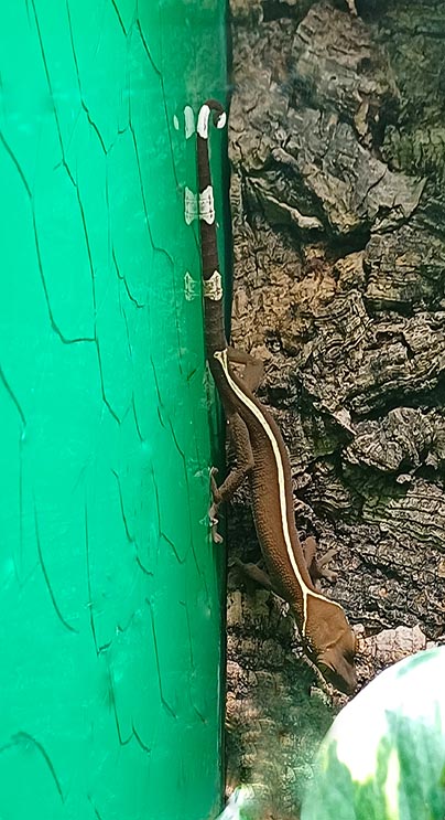 gekko vittatus streifengecko erhätlich bei uns Terraristikshop ZooAustria Wien