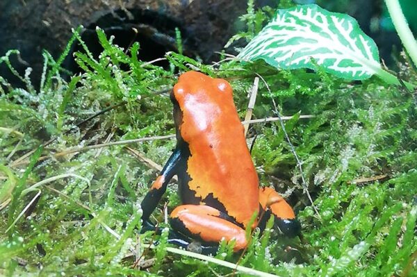 oranger Rücken, schwarzer Körper. Pfeilgiftfrosch sitzt im Moos