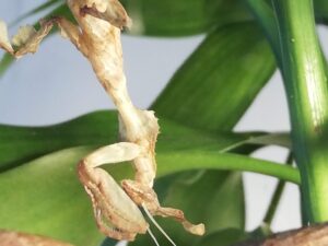 Mantiden (Gottesanbeterin)