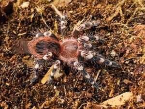 Weißknie-Vogelspinne Jungtier. kastanienbrauner Körper mit braun-weiß gestreiften Beinen