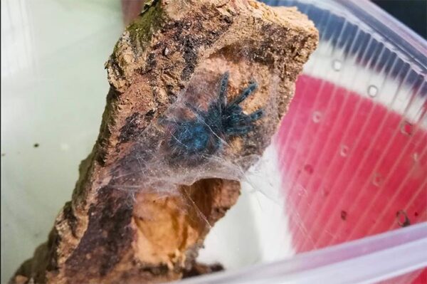 vogelspinne wird metallisch blau, caribena versicolor jungtier