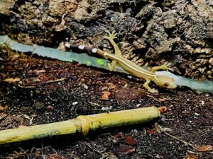 streifengecko-baby mit weißem streifen auf dem beige farbenen Rücken