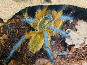 Vogelspinne gelber Körper blaue Beine, harpactira pulchripes