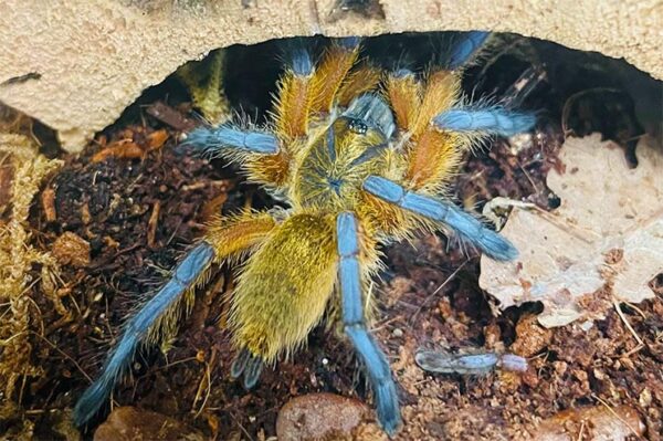 Vogelspinne gelber Körper blaue Beine, harpactira pulchripes