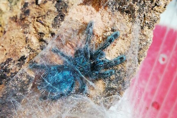 Vogelspinne caribena versicolor jungtier auf Korkstück, über der Spinne ein Spinnennetz