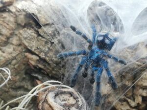 Vogelspinne Caribena versicolor erhältlich ZooAustria Terraristik Shop