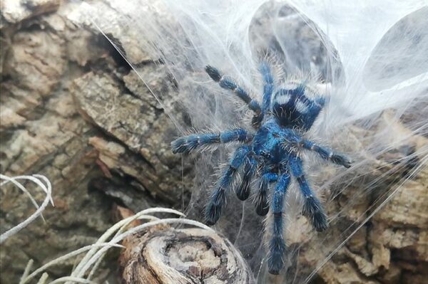 Vogelspinne Caribena versicolor erhältlich ZooAustria Terraristik Shop