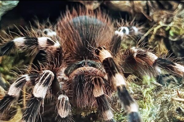 Weißknie Vogelspinne Nahaufnahme. Verschiedene Vogelspinnen bei uns erhältlich Zoo Austria Ihr Profi für Terraristik