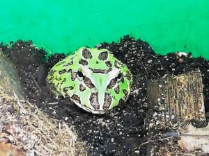 Schmuckhornfrosch in grün-braun, auch Pacman Frosch. Erhältlich bei uns. Zoo Austria Wien