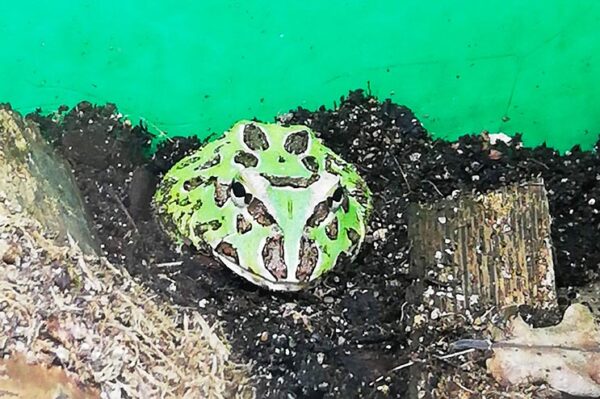 Schmuckhornfrosch in grün-braun, auch Pacman Frosch. Erhältlich bei uns. Zoo Austria Wien