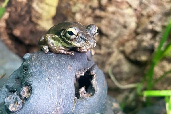 kuba laubfrosch nahaufnahme