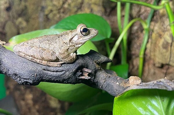 kuba laubfrosch seitenansicht auf einer knorrigen wurzel. Erhätllich Zooaustria Terraristik Shop