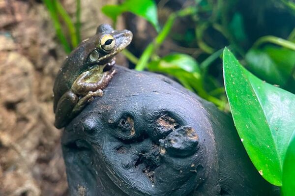 kubanischer laubfrosch. Erhätlich ZooAustria