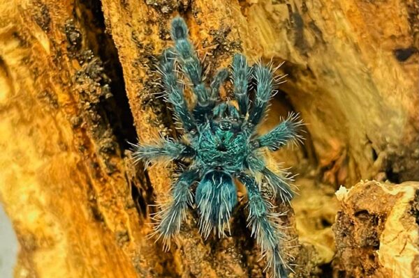 Vogelspinne Jungtier, Nahaufnahme, Versicolor Blue