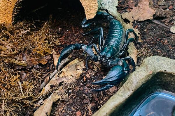 Skorpion Seitenansicht große Scheren
