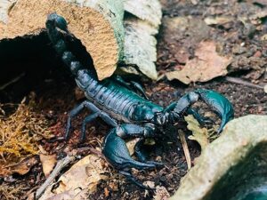 Skorpione (Scorpiones)