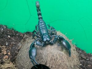 indischer Skorpion, Heterometrus bengalensis