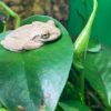 kuba laubfrosch Osteopilus septentrionalis seitenansicht