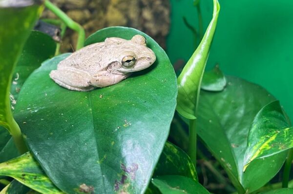 kuba laubfrosch Osteopilus septentrionalis seitenansicht