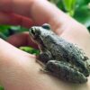 Kuba Laubfrosch sitzt auf einer Hand Zooaustria Terraristik Shop