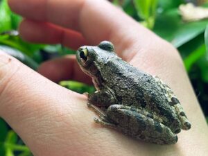 Kuba Laubfrosch sitzt auf einer Hand Zooaustria Terraristik Shop