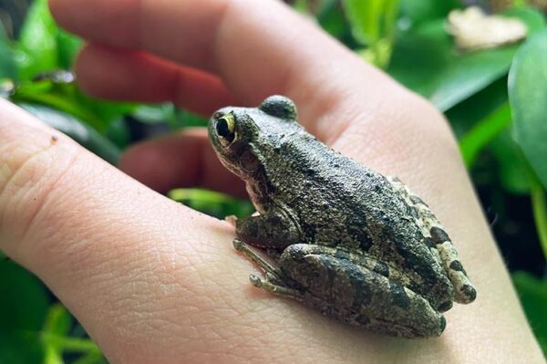 Kuba Laubfrosch sitzt auf einer Hand Zooaustria Terraristik Shop