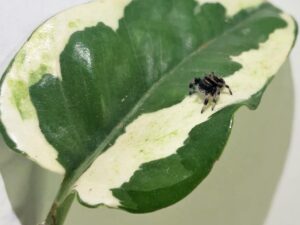 Springspinne phidippus regius sierra de bahoruco