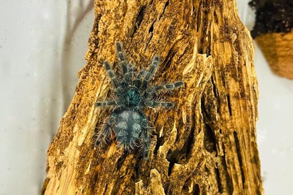 martinique vogelspinne-versicolor lbue, auf einem wurzelstück. Musterung Hinterleib, dunkelblaue Färbung