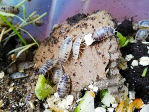 Porcellio laevis, "Panda Asseln bei uns erhältlich. Die Asseln sind ca. 2cm groß weiß mit schwarzen Punkten.