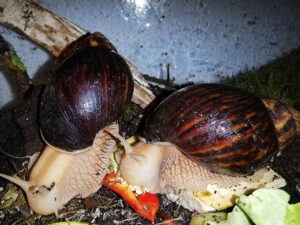 Achatina immaculata. Achatschnecke bei uns erhältlich!