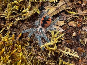 Vogelspinne Pamphobeteus machala. Erhältlich bei uns- ZooAustria Terraristik