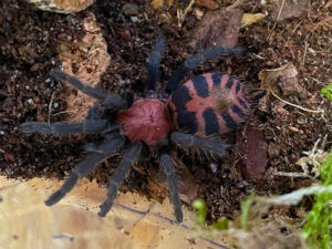 Vogelspinne Davus fasciatum Jungtier (Sling) bei uns erhältlich. ZooAustria Terraristikshop