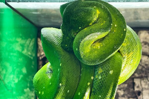 morelia viridis adult, grüne Baumpython