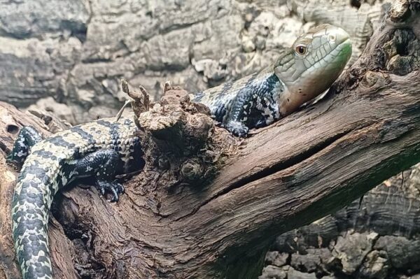 Blauzungenskink Jungtier Bei uns erhältlich Terraristik Shop Zoo Austria Wien