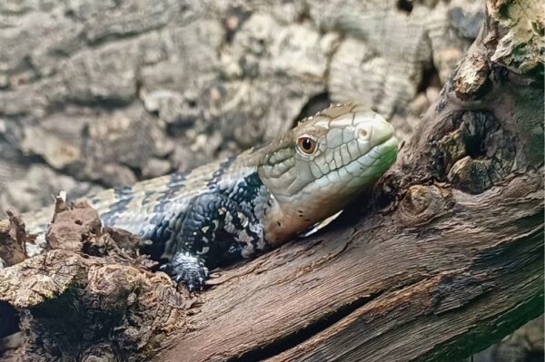 Blauzungenskink Terraristik Fachgeschäft Wien Zoo Austria