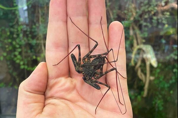 Geißelspinne ungiftig und beißt nicht. Bei uns erhältlich. Terraristik Shop Zoo Austria