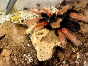 Vogelspinne Brachypelma boehmei bei uns erhältlich. ZooAustria Terraristik Shop Wien