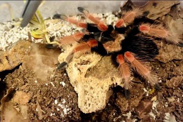 Vogelspinne Brachypelma boehmei bei uns erhältlich. ZooAustria Terraristik Shop Wien