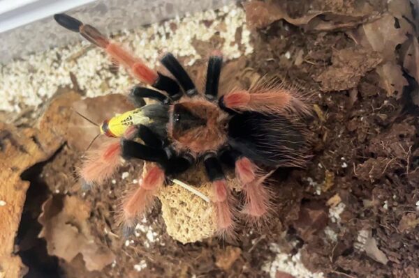 Brachypelma boehmei ZooAustria Terraristik Shop