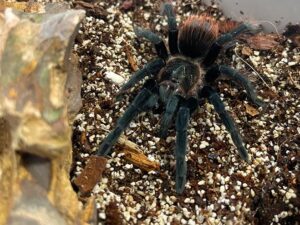 Vogelspinne Brachypelma vagans erhältlich ZooAustria Terraristikshop