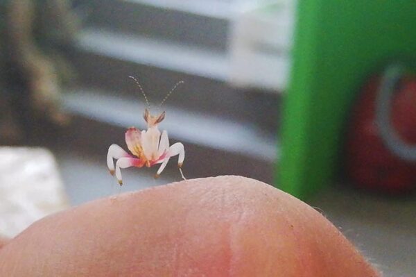 Orchideenmantis Hymenopus coronatus Gottesanberterin. Bei uns erhältlich Terraristikshop Wien ZooAustria