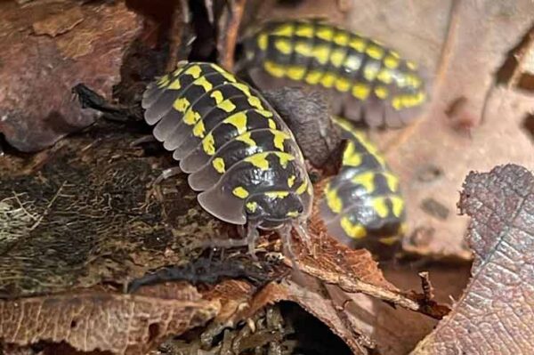 armadillidium-gestroi-zierasseln- high yellow- Bei uns erhältlich. ZooAustria-Ihr Profi für Terraristik