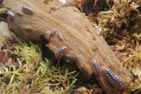 Clownasseln, Armadillidium klugii und andere Asseln bei uns erhältlich. ZooAustria-Ihr Profi für Terraristik