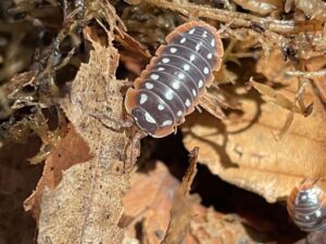 Armadillidium klugii auch Clownasseln genannt und andere Asselarten sind bei uns erhältlich. ZooAustria-Ihr Profi für Terraristik